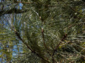 Pinus jeffreyi IMG_3869 Sosna Jeffreya